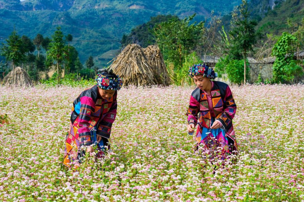 Tháng 11 với mùa hoa tam giác mạch.